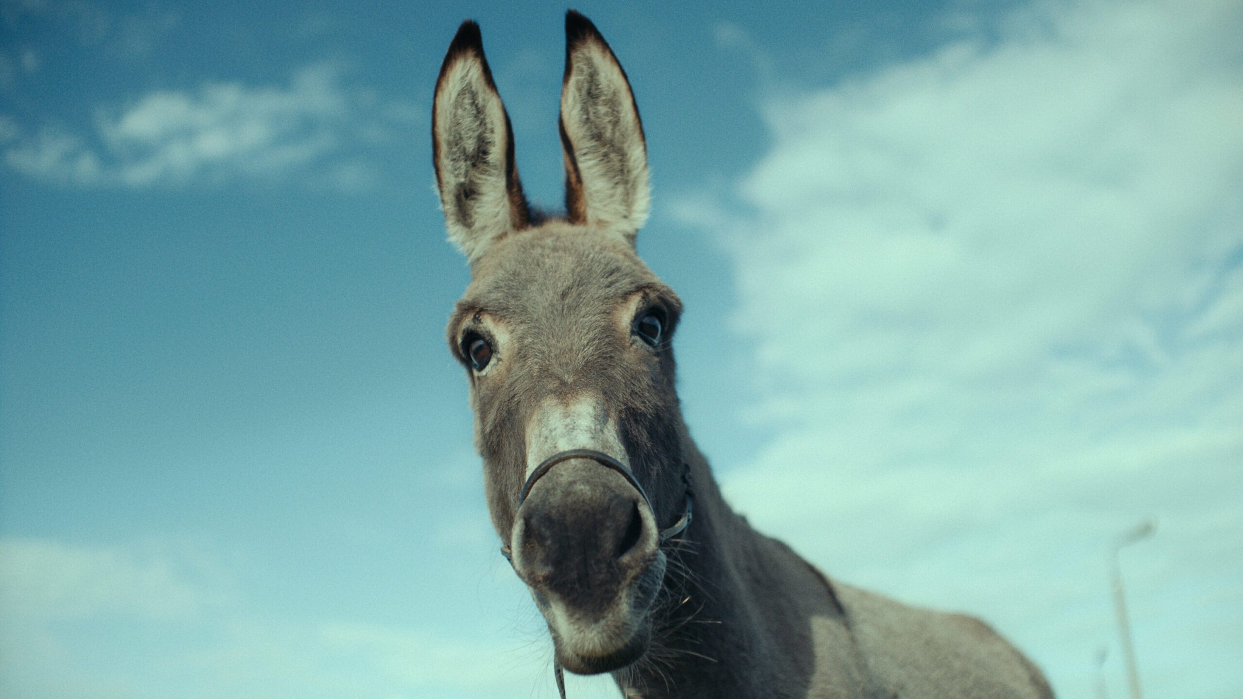 A donkey looking right in the camera for EO by Skolimowski