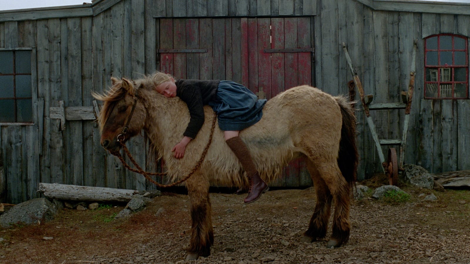 A young blonde girl lays upon a horse in front of a barn.