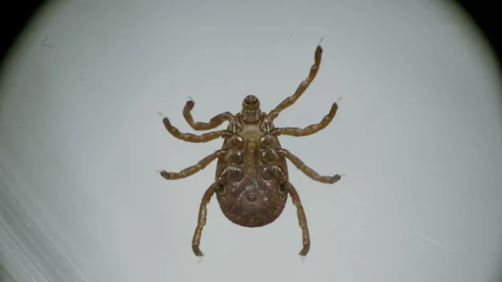 A blacklegged tick (Ixodes scapularis) is imaged under a microscope