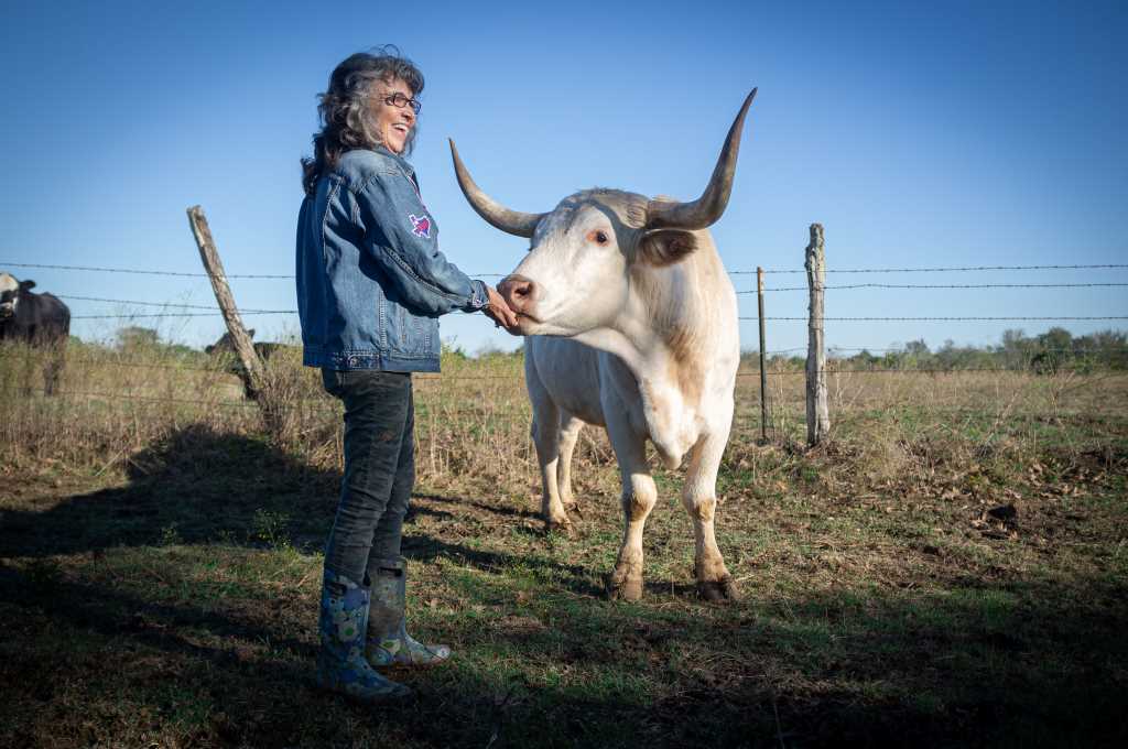 A white bull with big horns is being fed by a woman with long curly hair, black pants and a jeans jacket. There is a large open blue sky and brown grass.