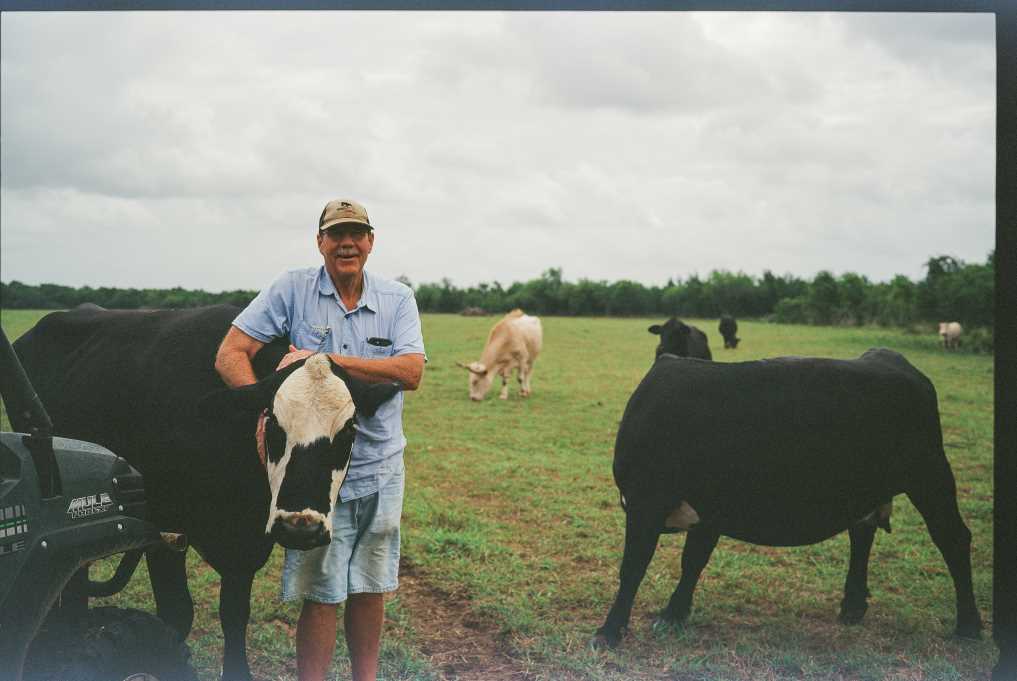 A man with a hat and shorts holds onto a black and white cows head. The grass is green, the sky is grey and there is another large cow to the side.
