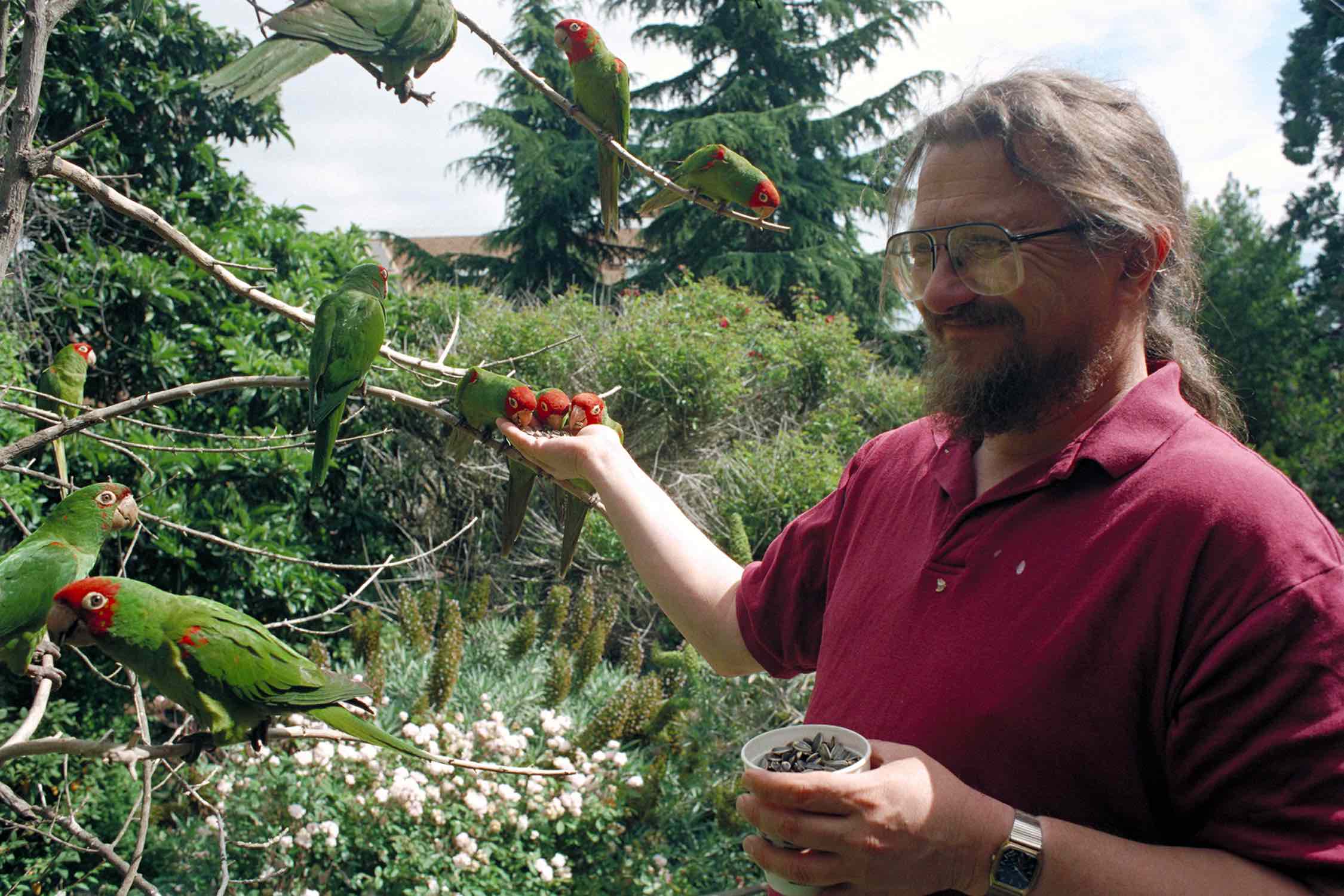 A man with beard & glasses holds a cup of bird seed in one hand while feeding 3 parrots on a tree eat seed from his other.