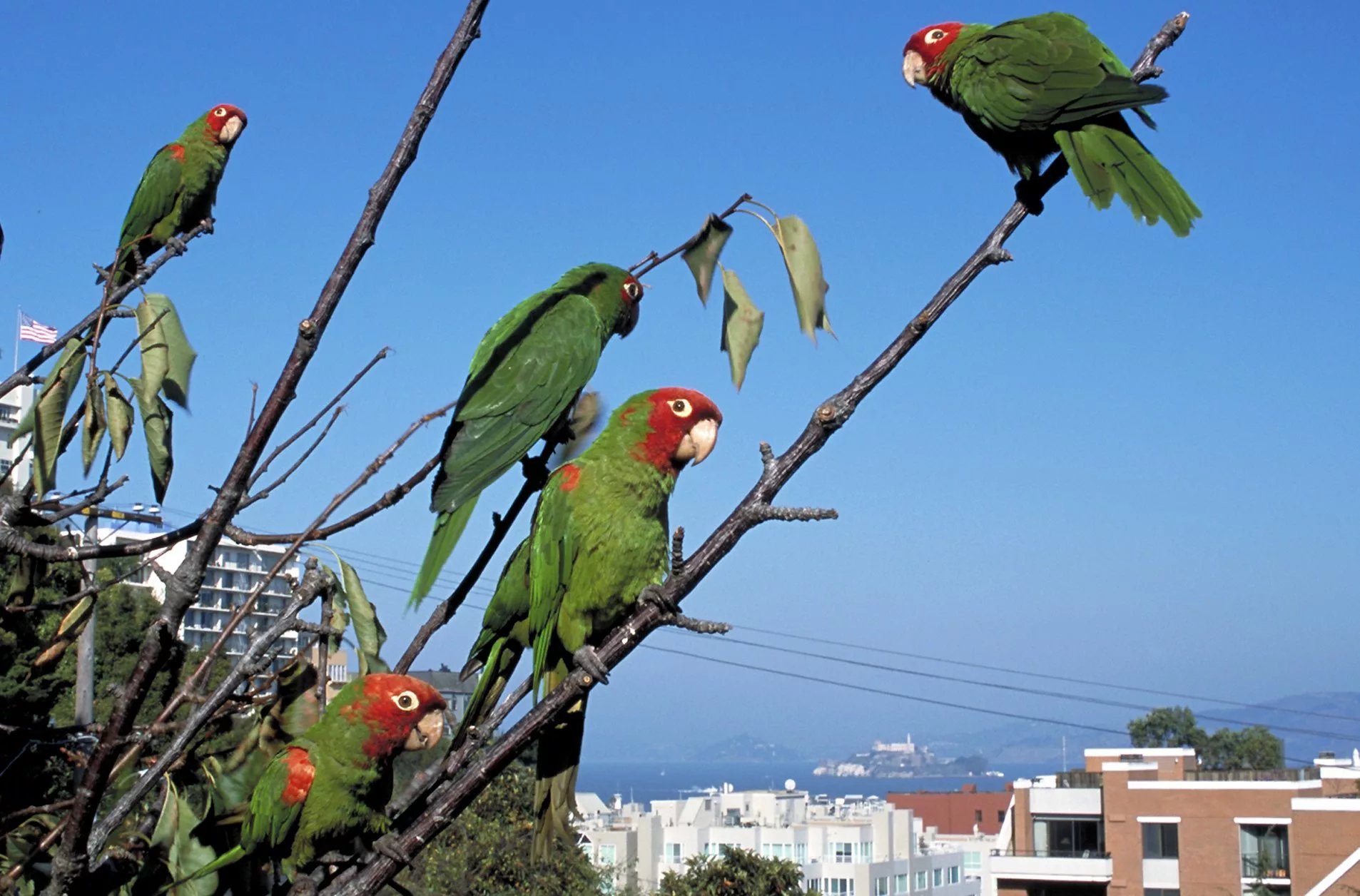 Four red and green parrots on tree branches with North Beach, San Francisco Bay & Alcatraz Island visible in the background.