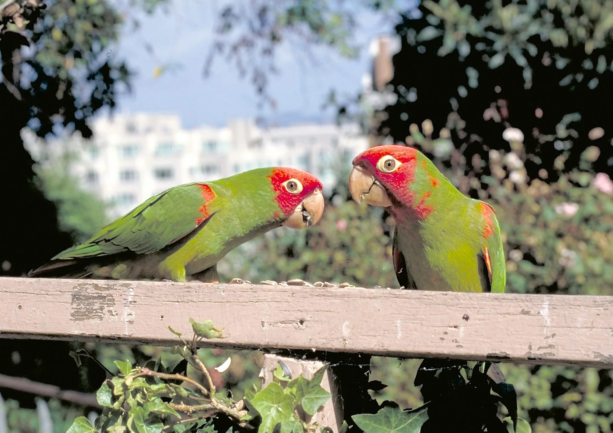 A close up of 2 red & green wild parrots facing one another.